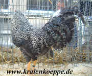 00DSCF0086.jpg (167250 Byte)