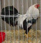 124998.jpg (120113 Byte)