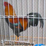 Gold Hahn SE SG95.JPG (168303 Byte)