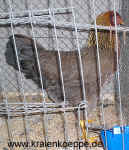 Gold Henne EC.JPG (163248 Byte)