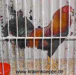 ZW Gold Hahn EC.JPG (161281 Byte)