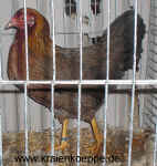 ZW Gold Henne EC.JPG (144778 Byte)