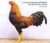k172.jpg (68652 Byte)