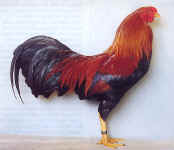 k48.jpg (70211 Byte)